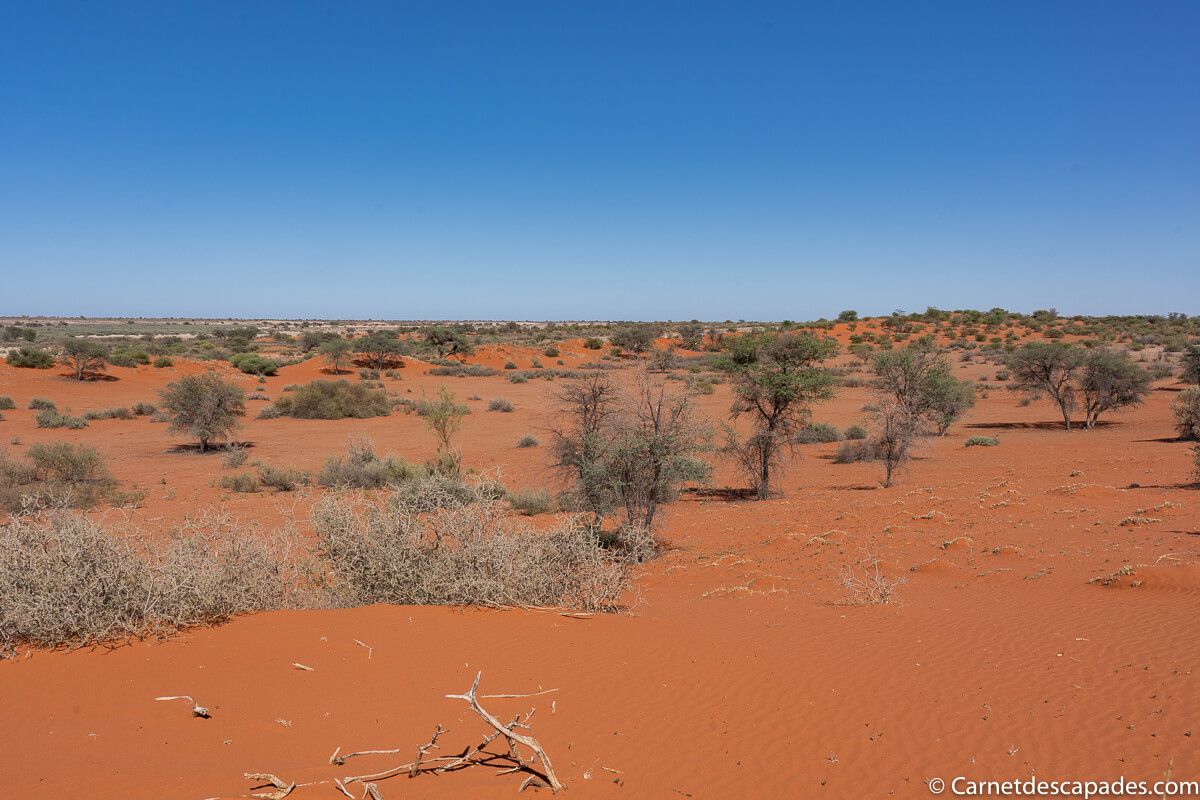 sable-desert-kalahari