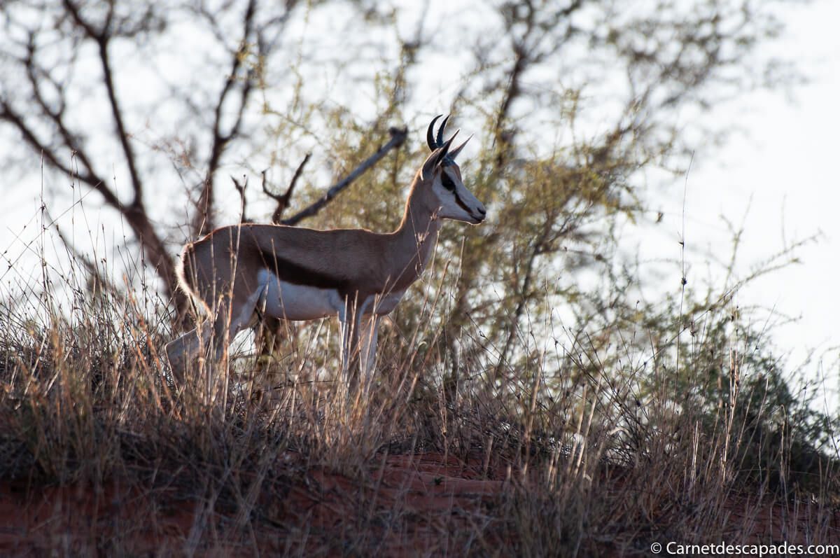 springbok-kalahari