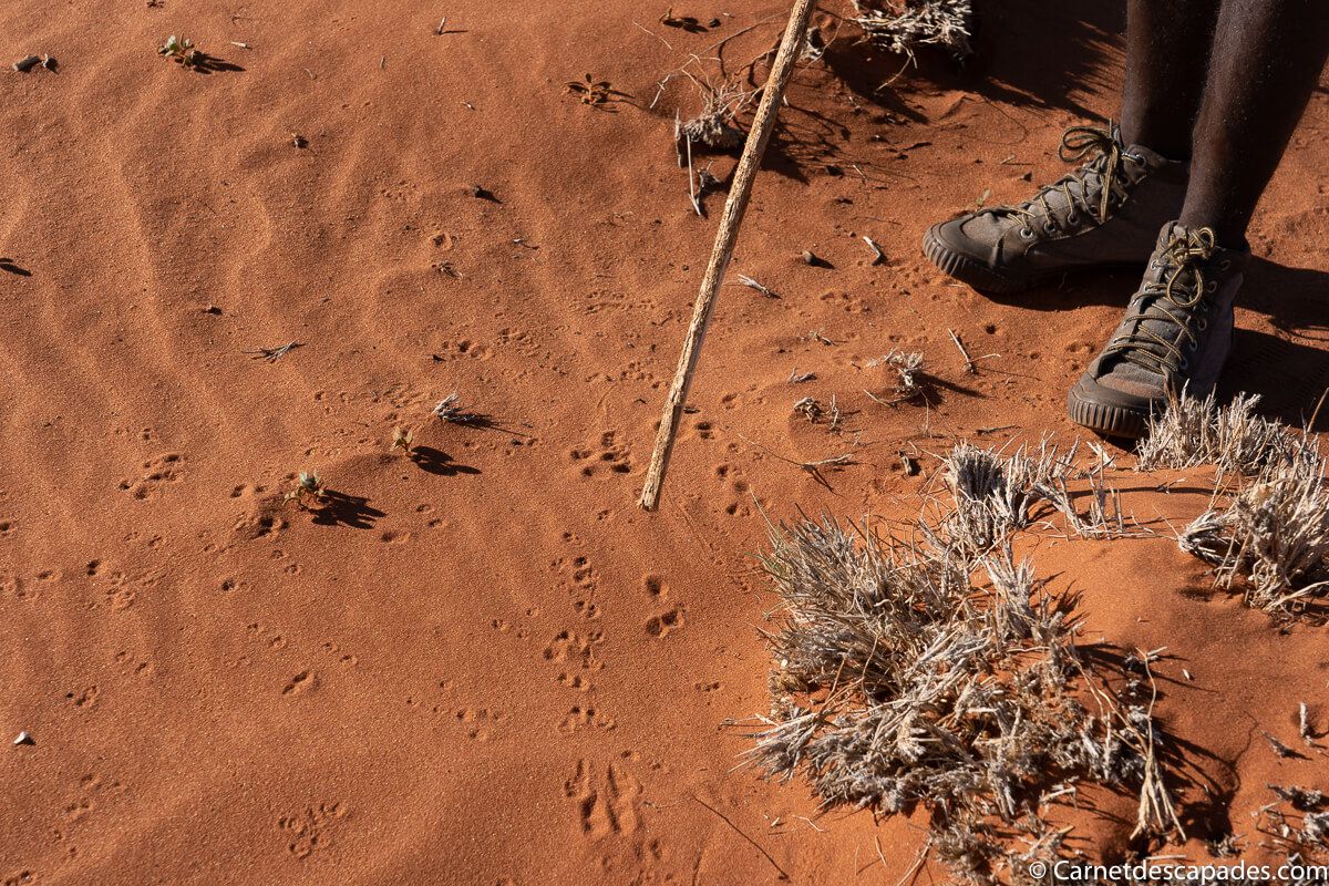traces-animaux-kalahari
