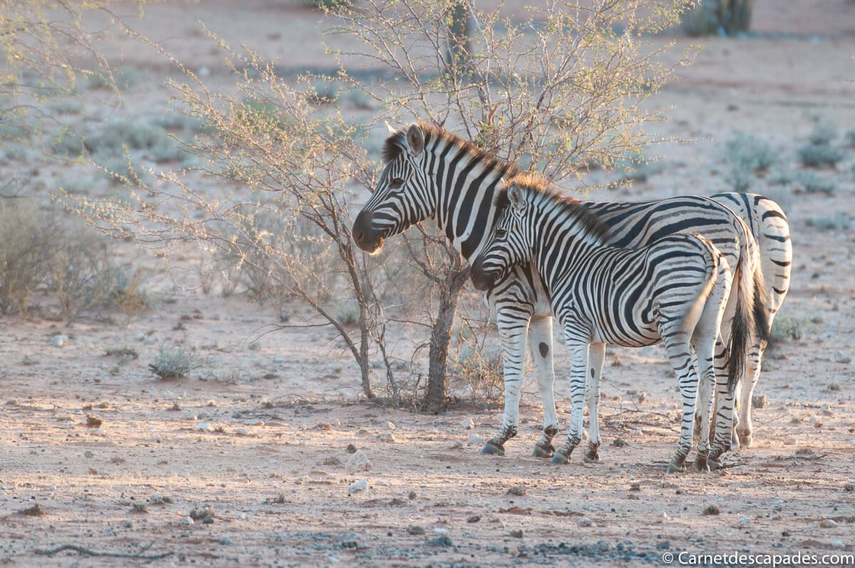 zebres-kalahari