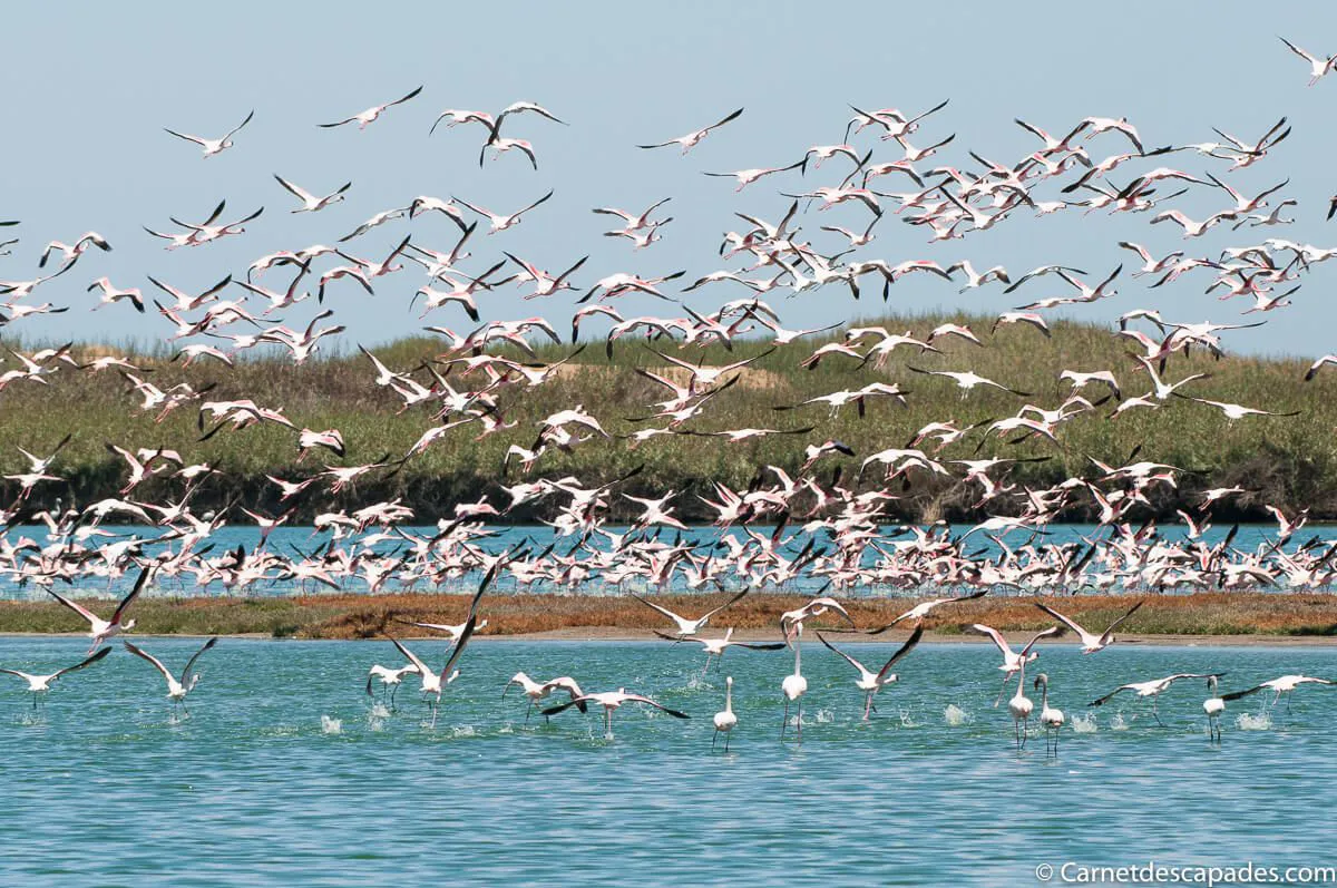 flamants-roses-walfis-bay