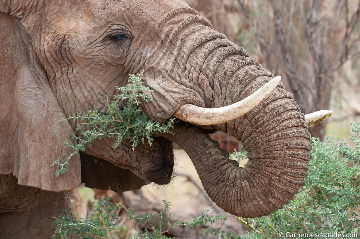 elephant-desert-brandberg
