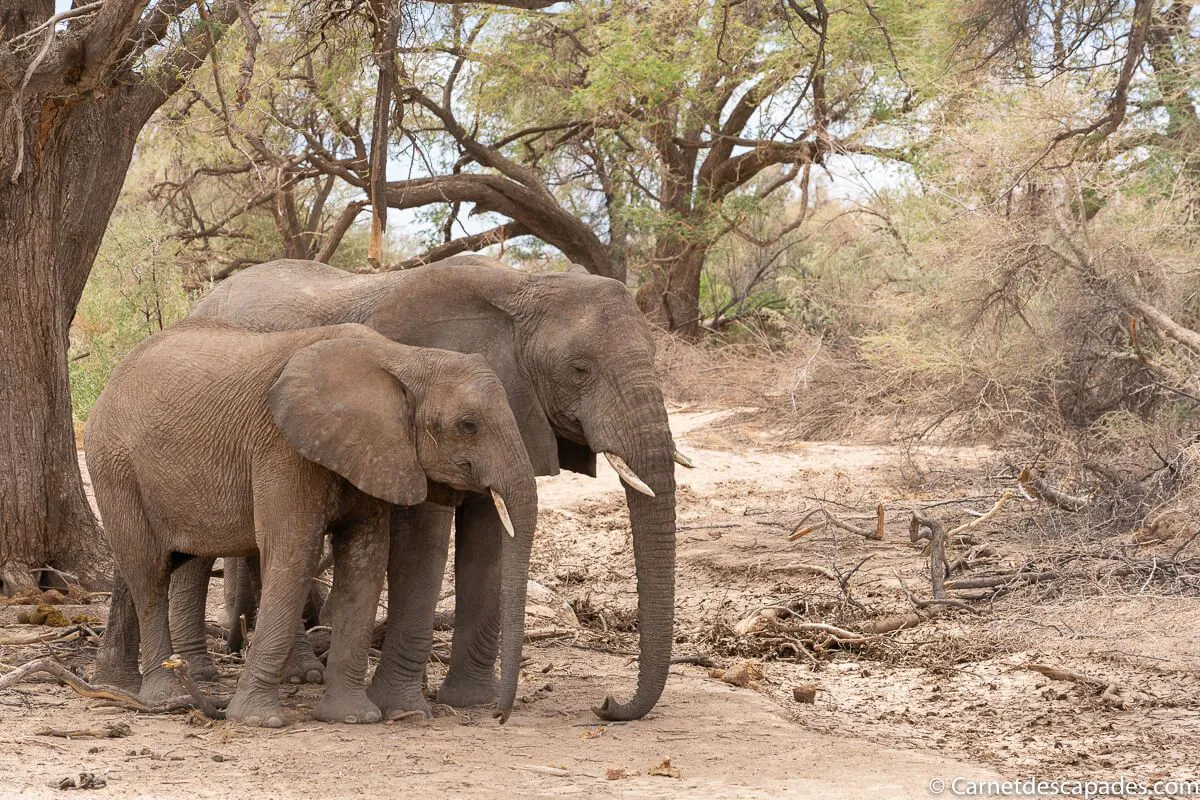 elephants-desert-namibie