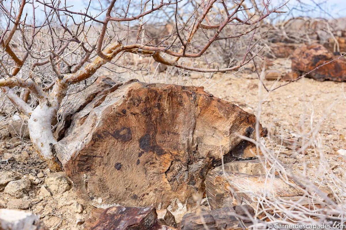 foret-petrifiee-damaraland