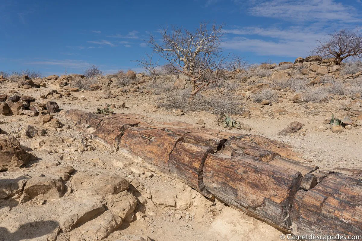 foret-petrifiee-namibie