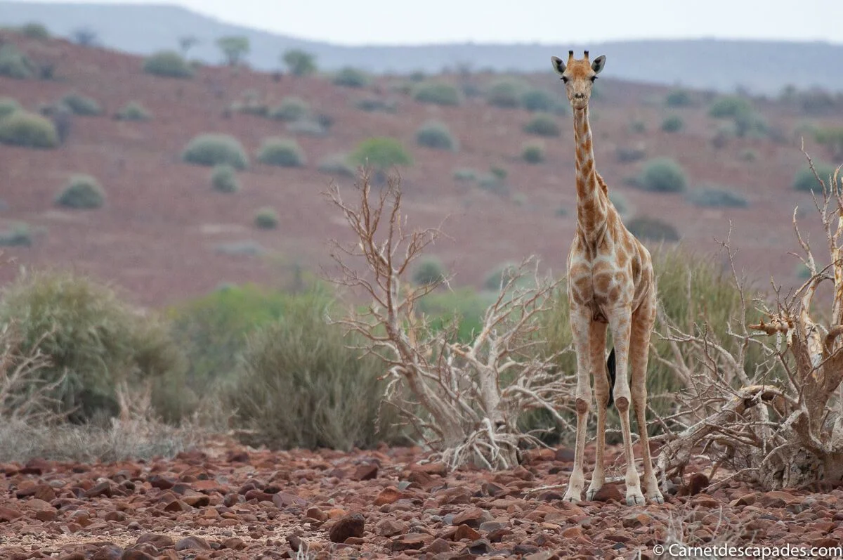girafe-damaraland