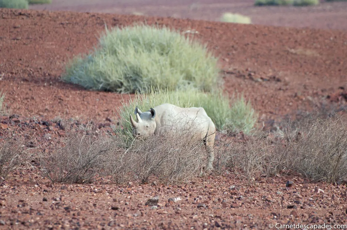 rhinoceros-noir-namibie
