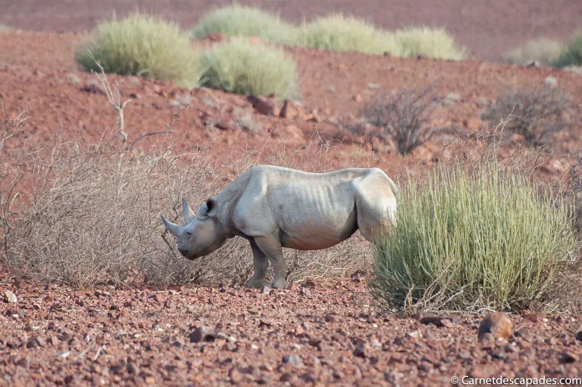 rhinoceros-noir-palmwag