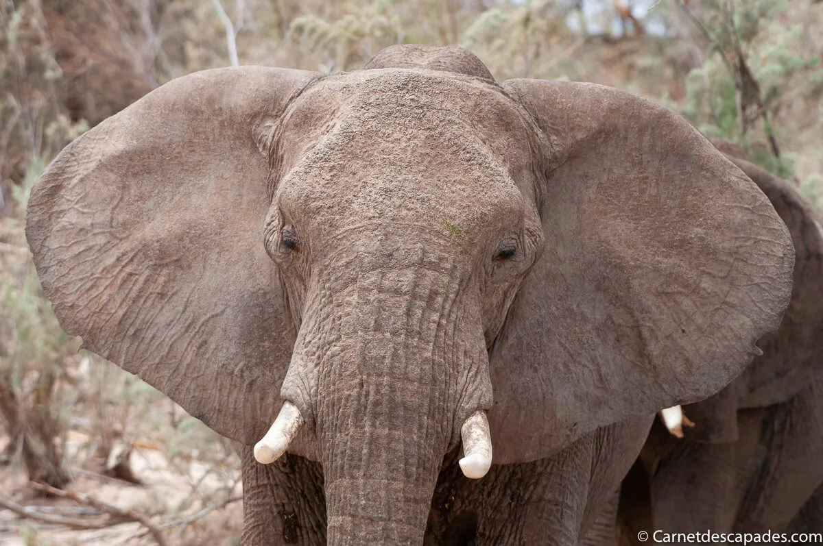 tete-elephant-desert