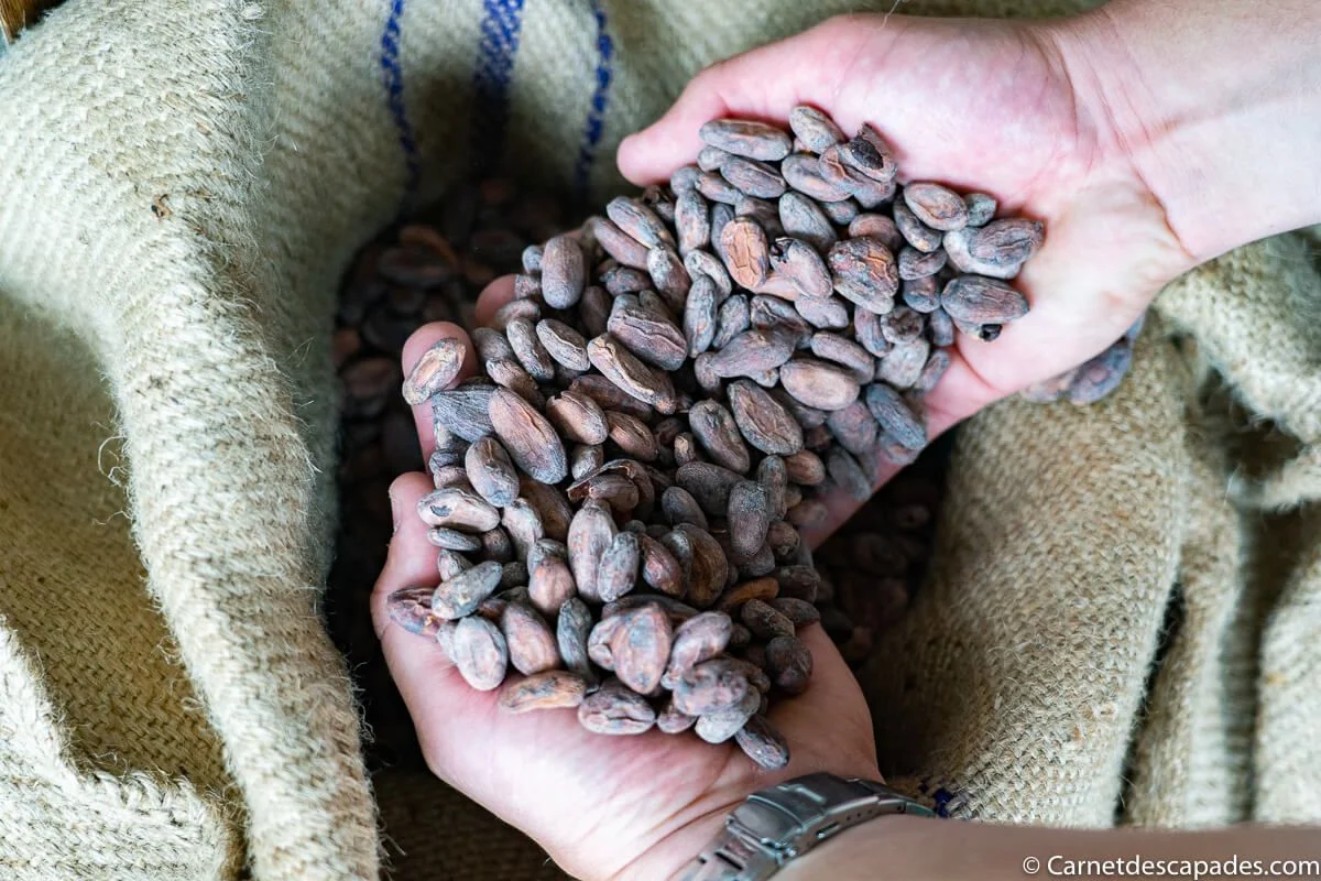 feves cacao didier smeets