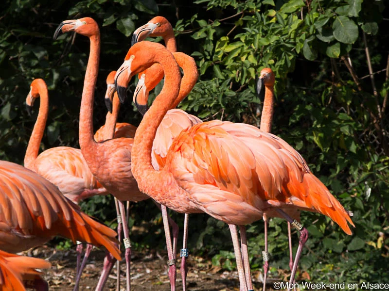 flamants rouge zoo mulhouse