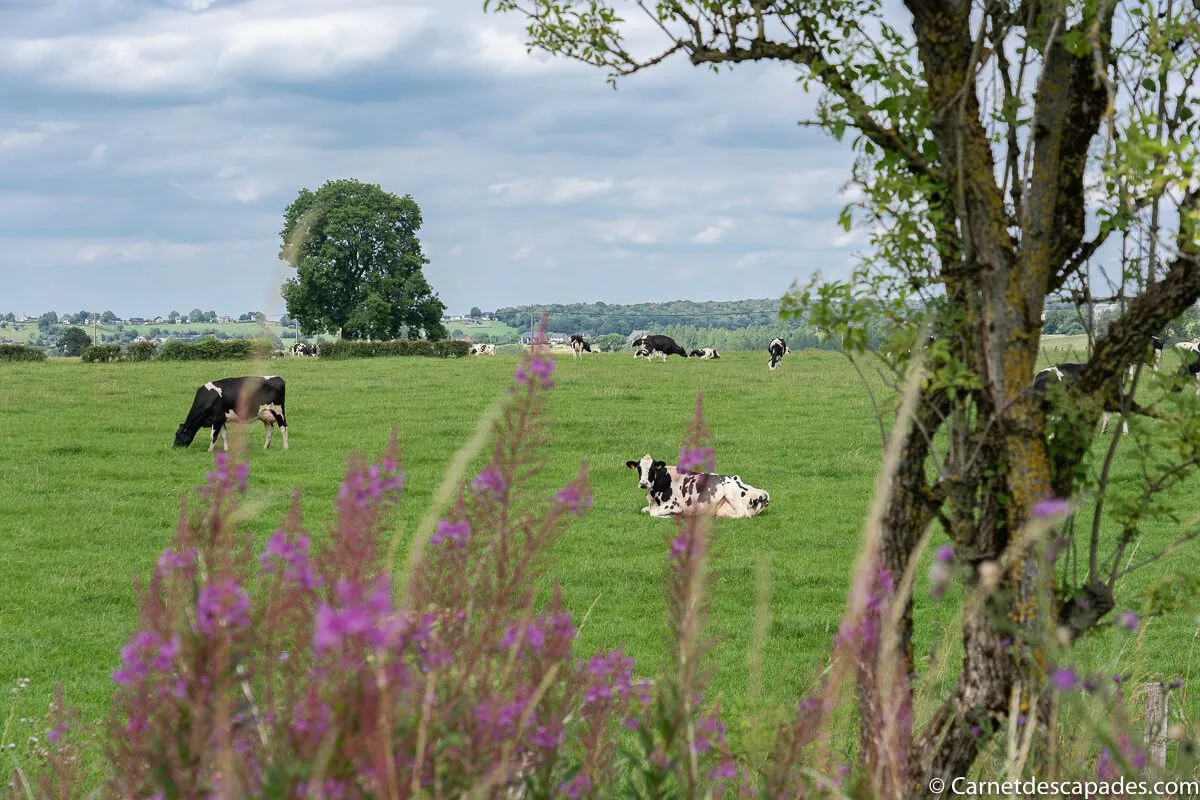pays herve wallonie