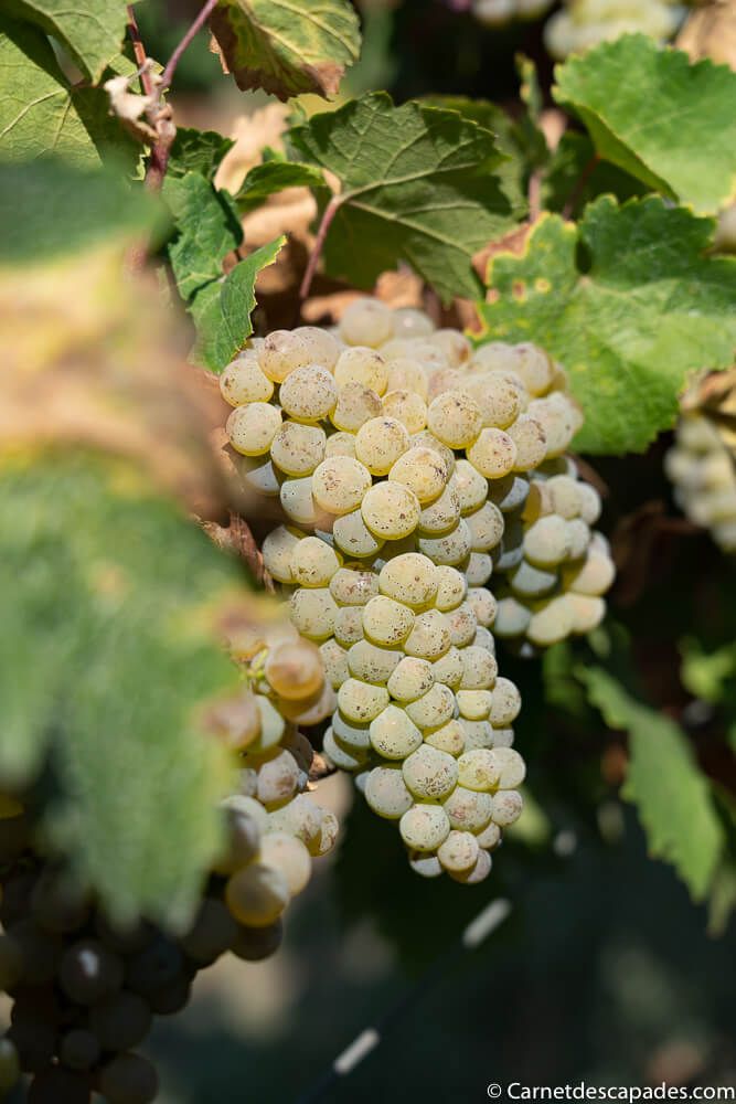 raisin-route-vins-allemagne