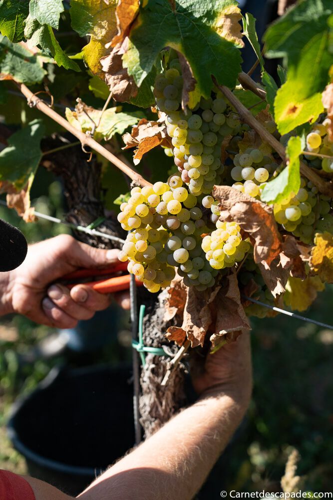 raisin-vendanges