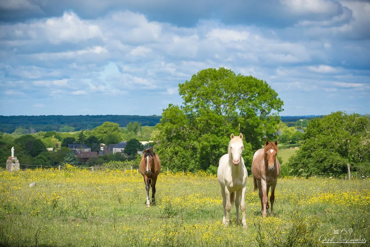 chevaux-mayenne