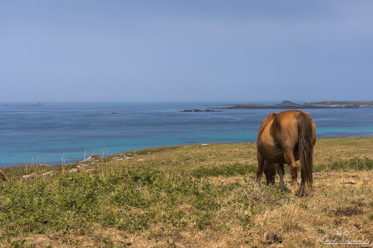 cheval-breton-tremazan