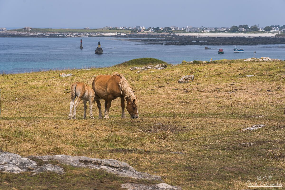 chevaux-bretagne