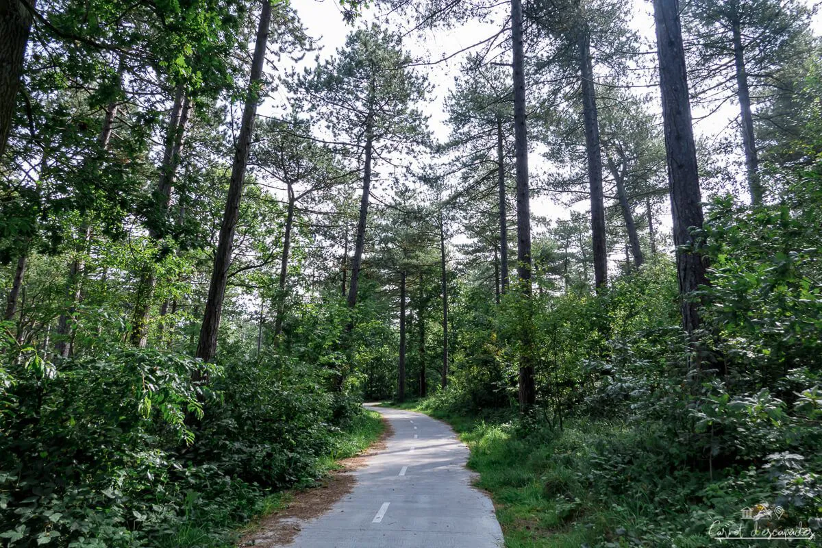 foret-texel
