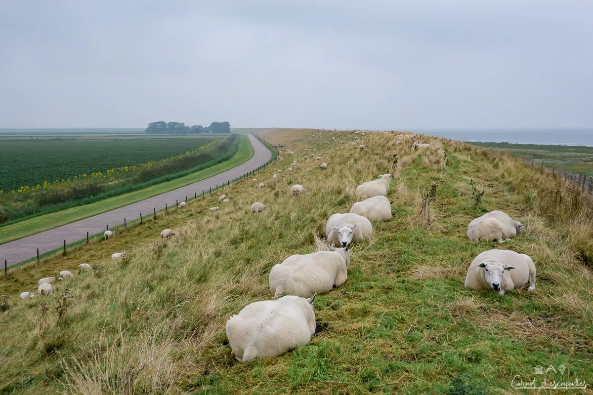 moutons-texel