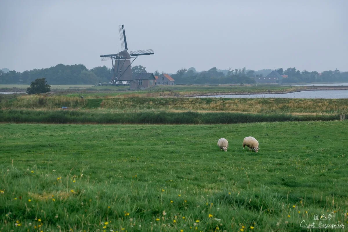texel-moulin-moutons