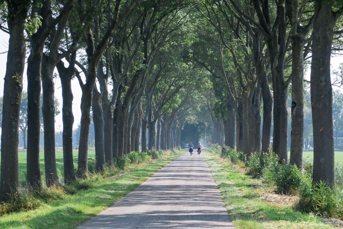 velo-arbres-hollande