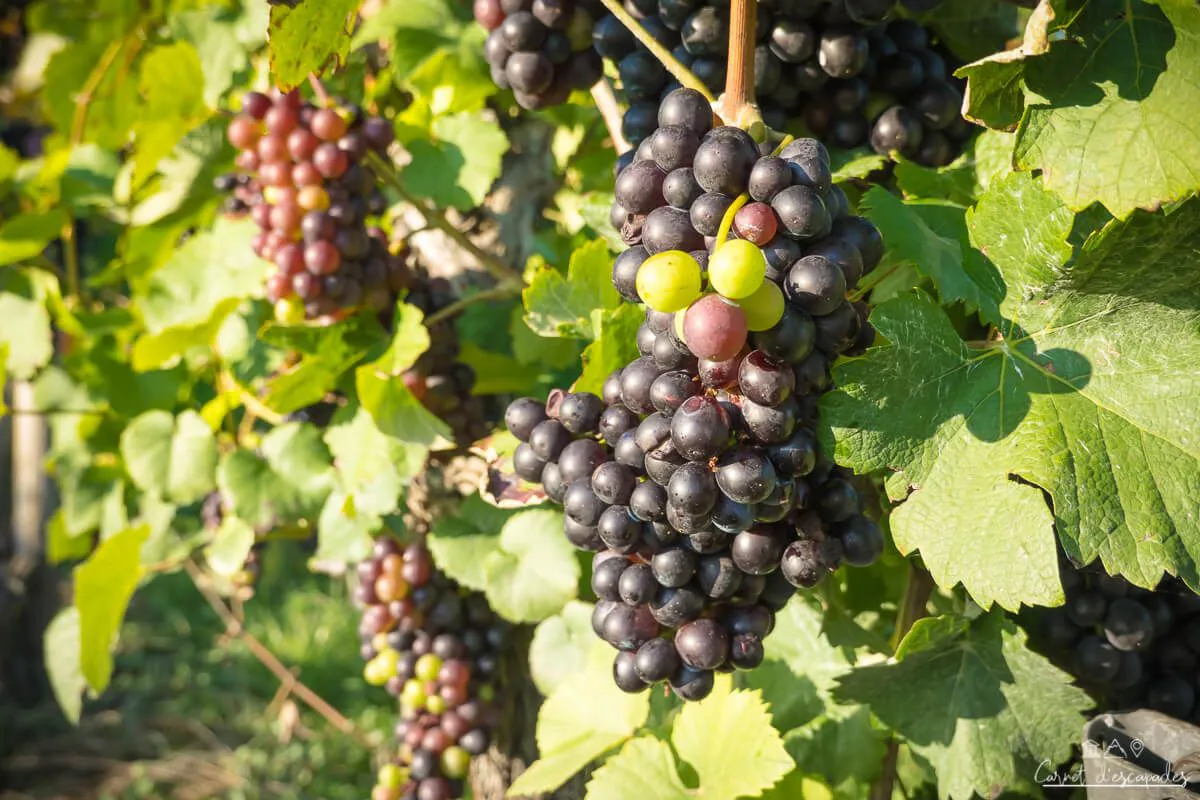 vignes-besigheim
