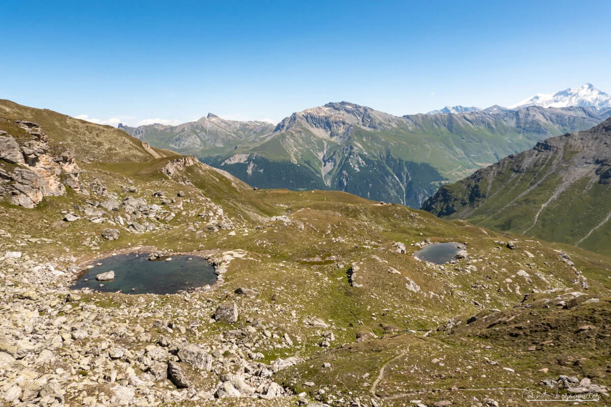 col-meina