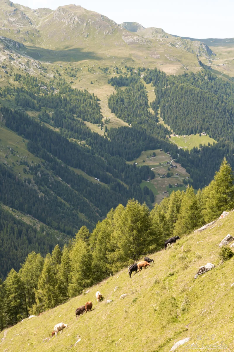 montagne-ete-val-herens