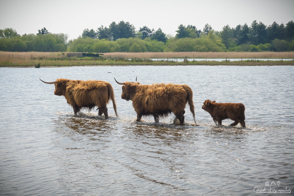 baie-somme-vaches