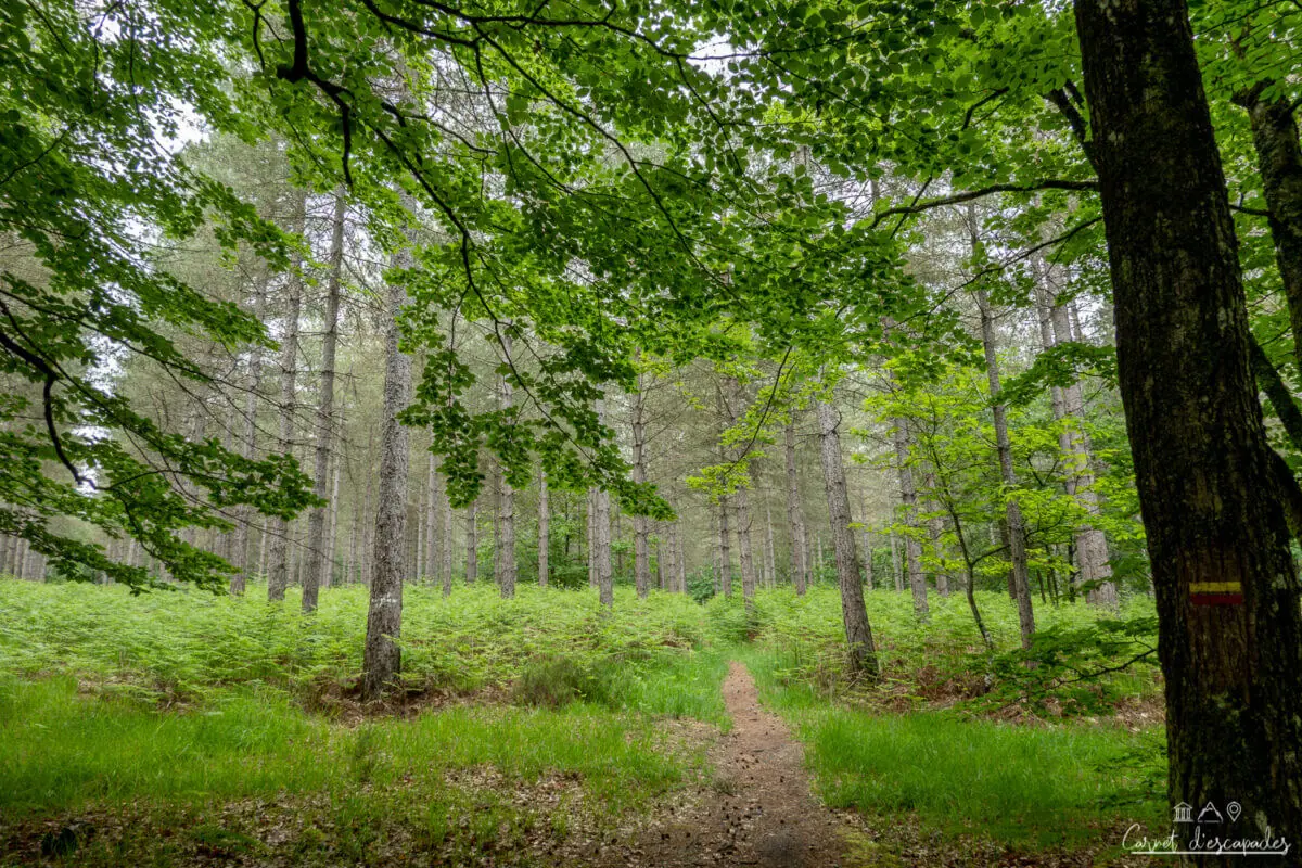 berce-foret-sarthe