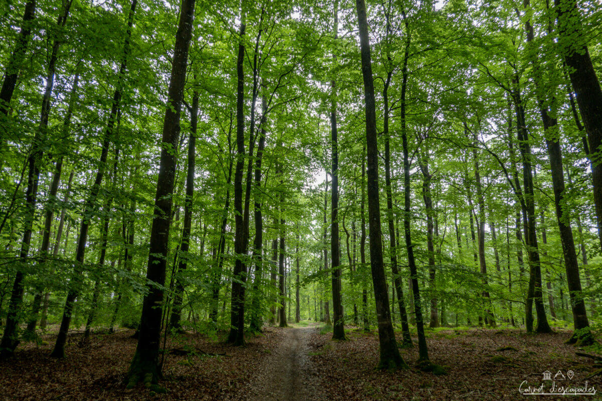 foret-berce-sarthe