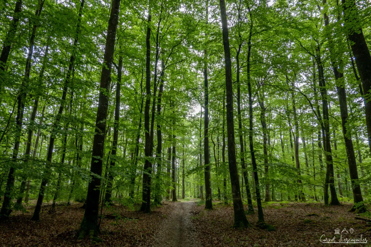 foret-berce-sarthe