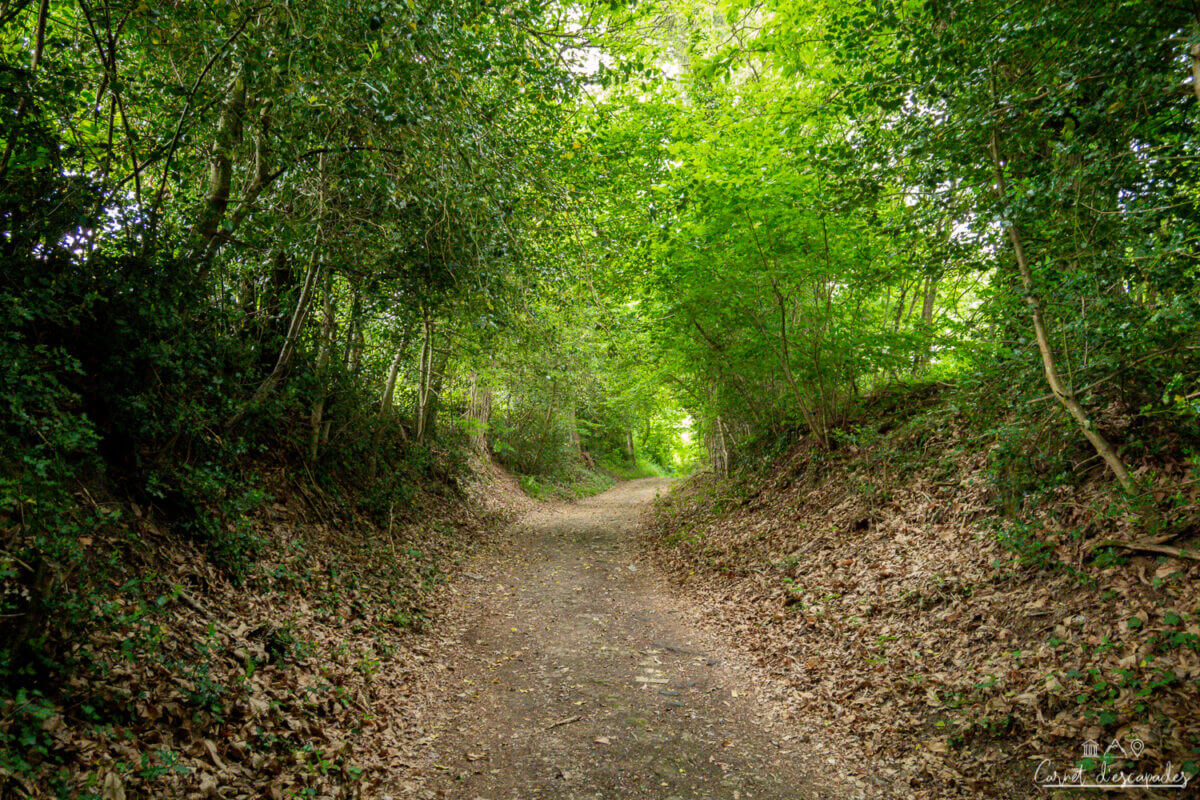 foret-challes-trail
