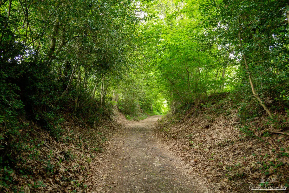 foret-challes-trail