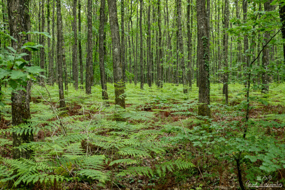 fougeres-foret-berce