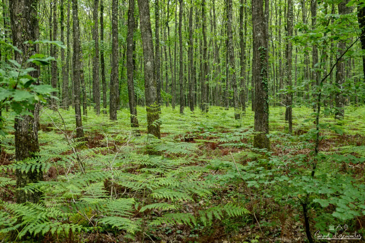 fougeres-foret-berce