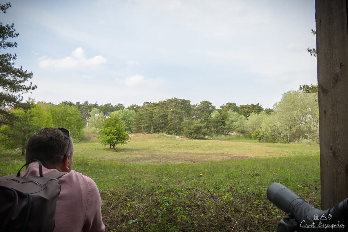 observation-marquenterre