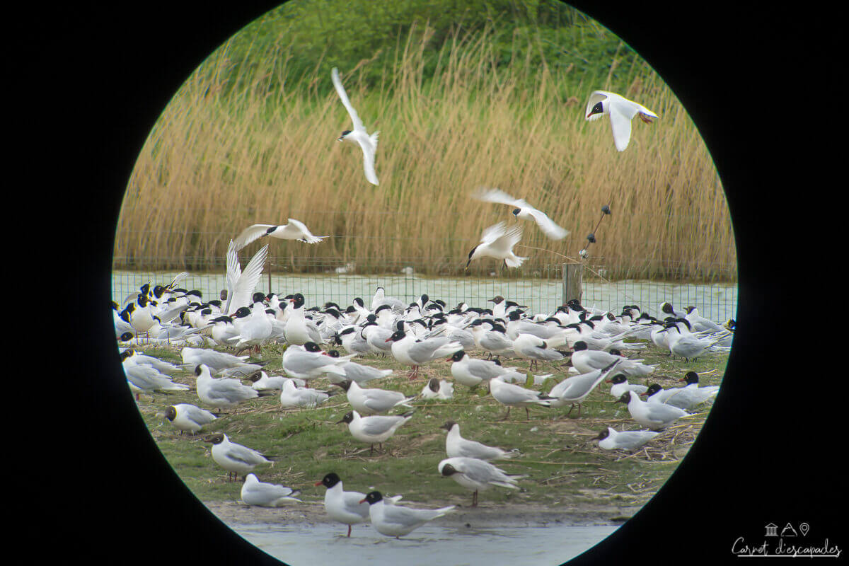 oiseaux-marquenterre