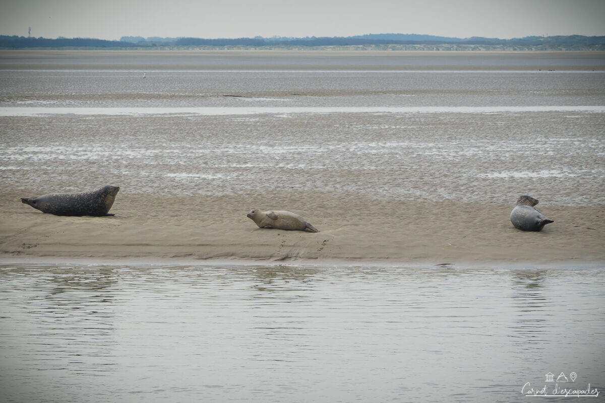 phoques-baie-authie