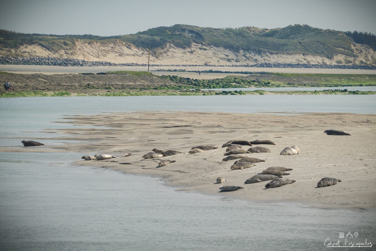 phoques-berck