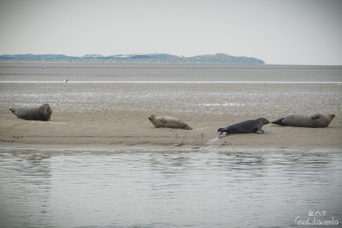 phoques-berck-sur-mer