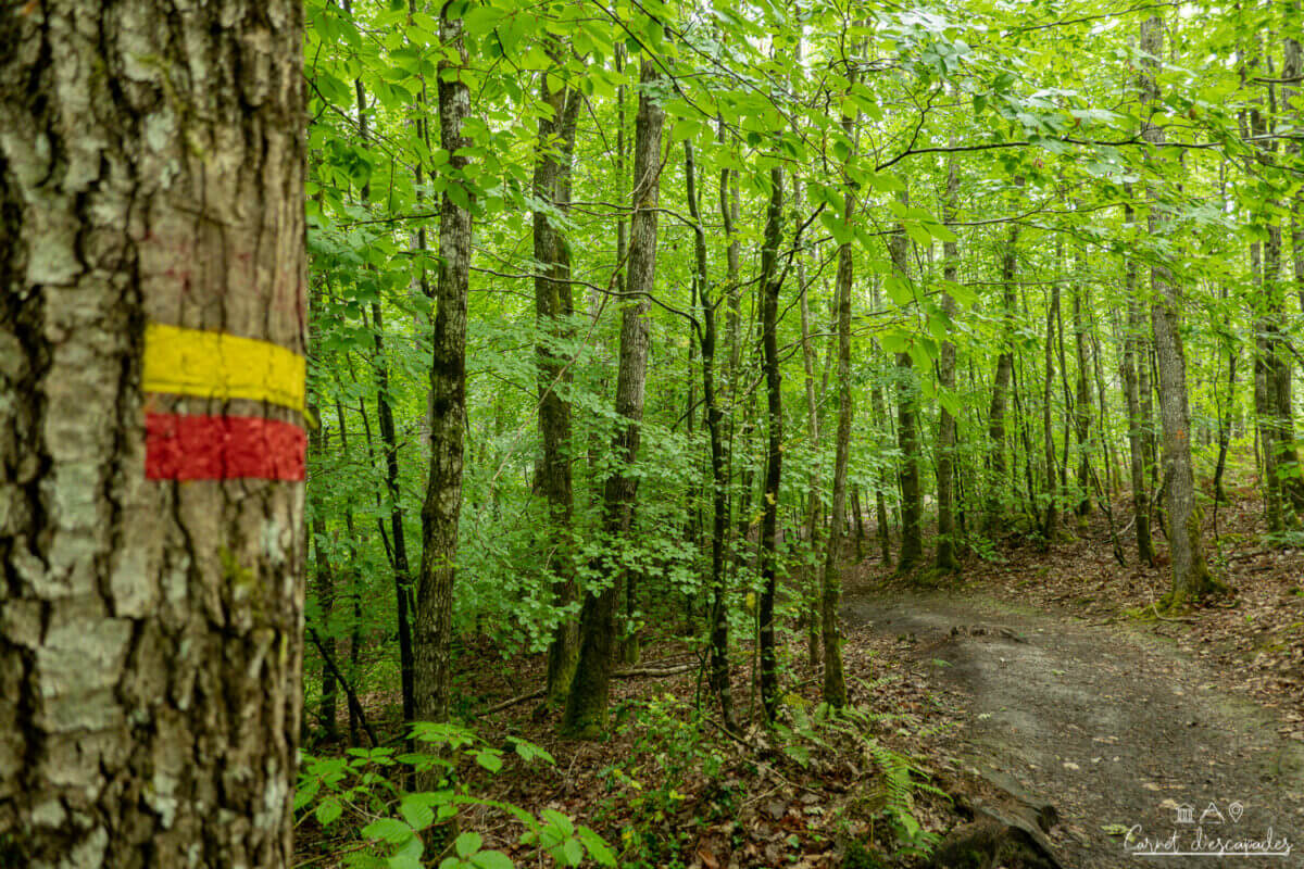 rando-foret-berce