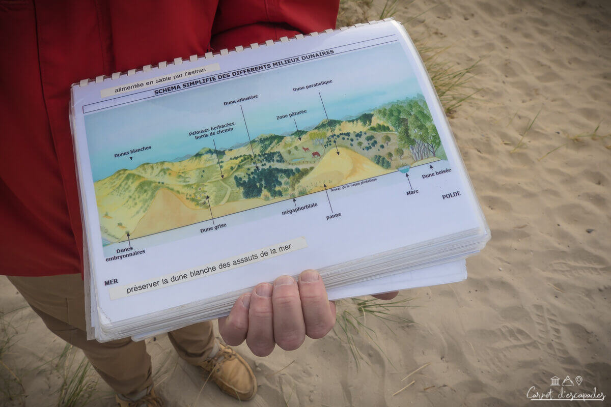 sortie-nature-dunes-flandre