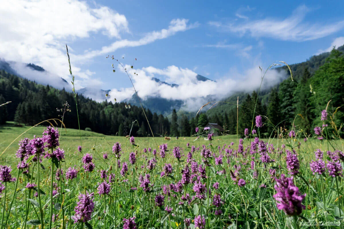 fleurs-alpage