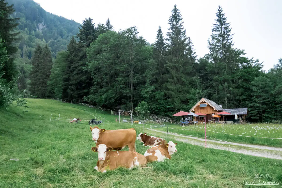 moosalm