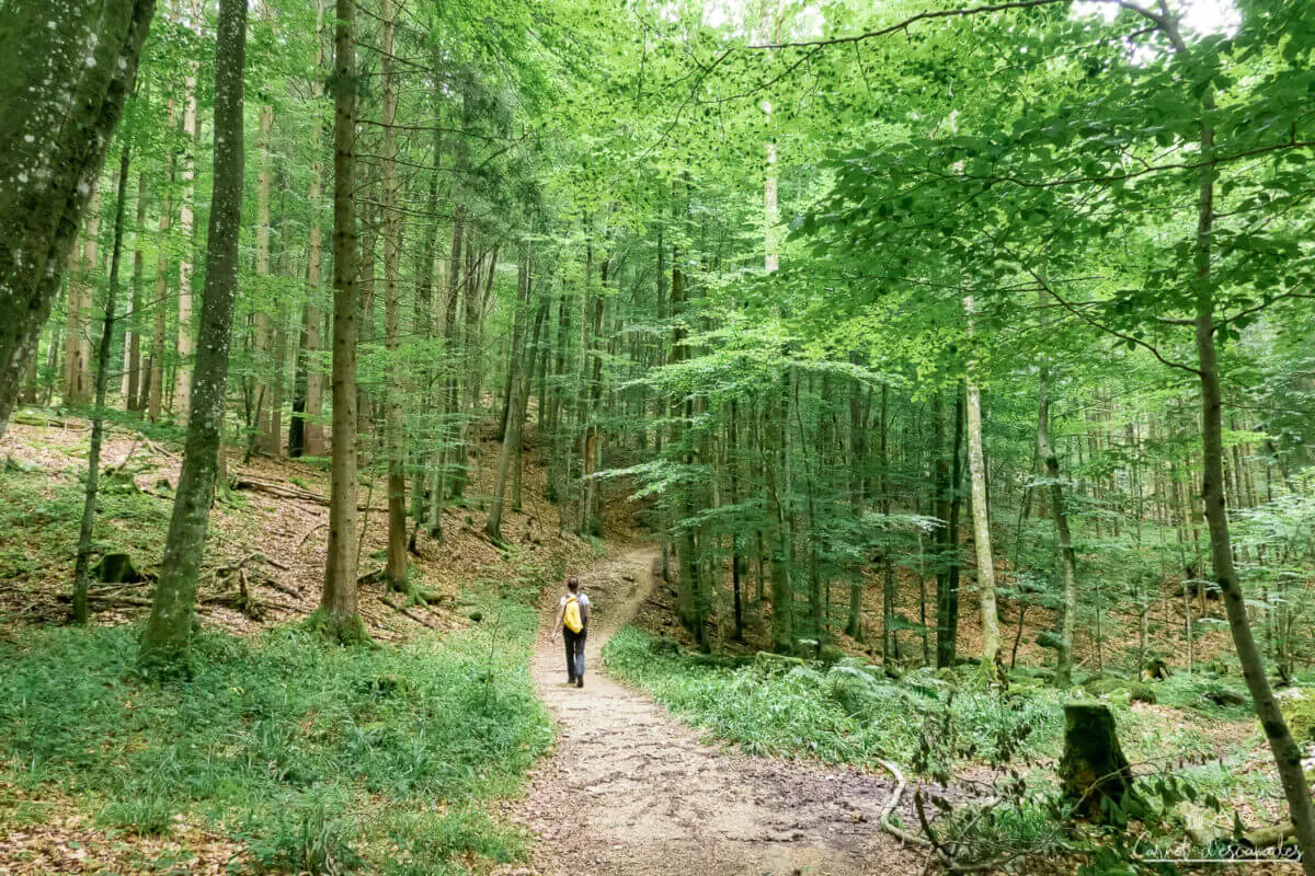 randonnee-foret-salzkammergut