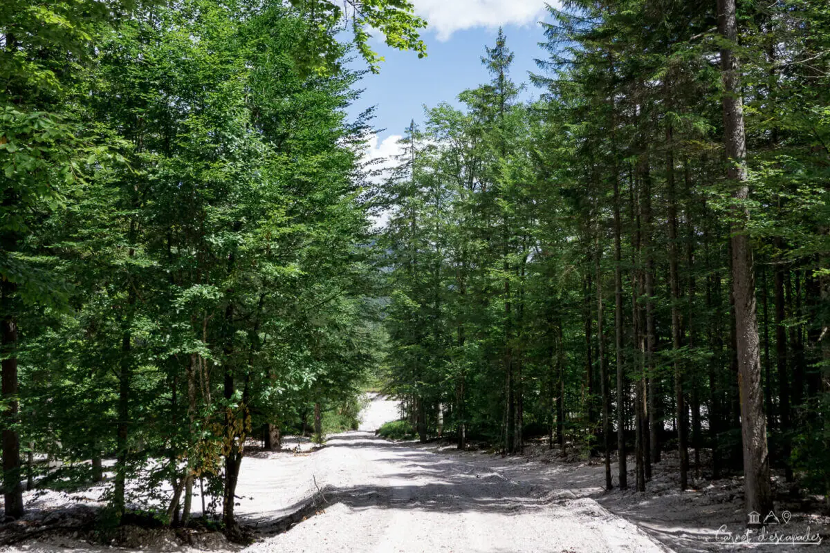 randonnee-foret