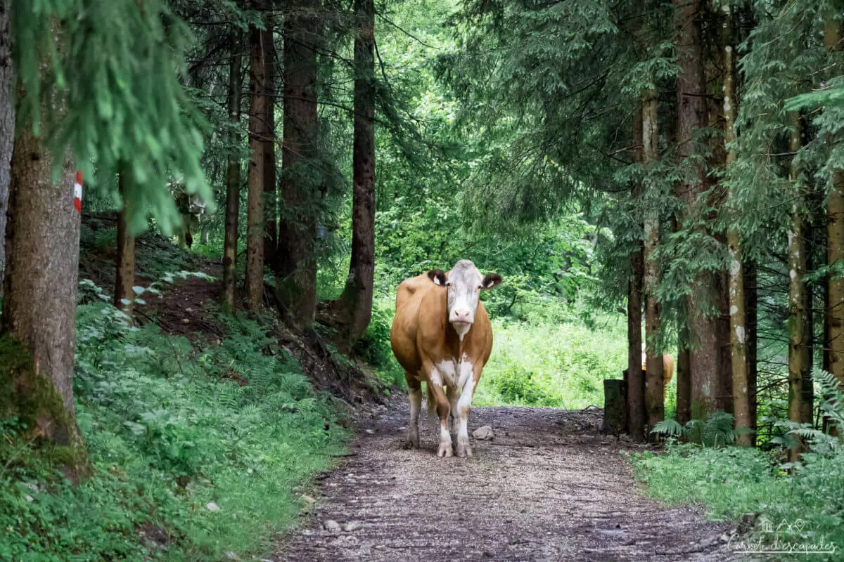 vache-foret