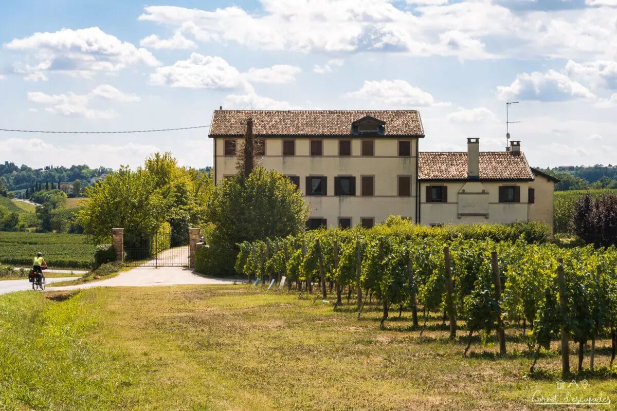 vignes-italie-prosecco