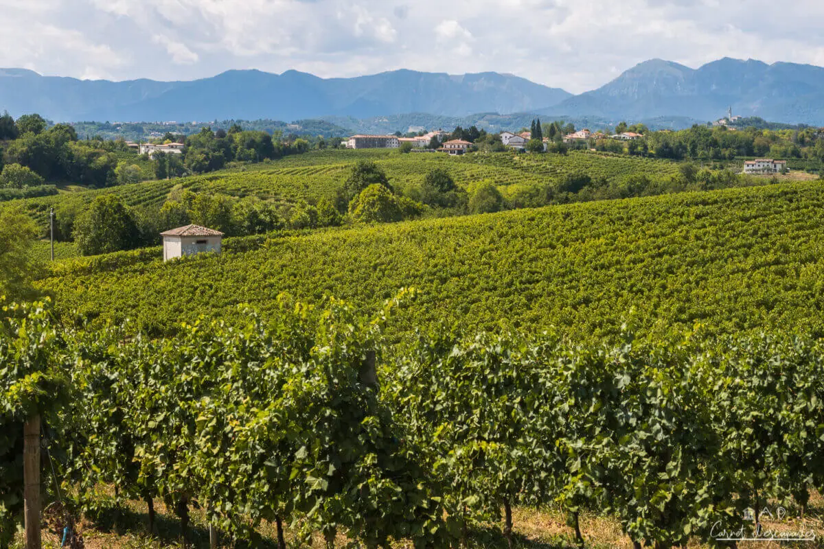 vignoble-prosecco